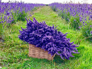 Folgate Lavender Essential Oil 10ml